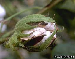 Differentiating Different Types of Cotton