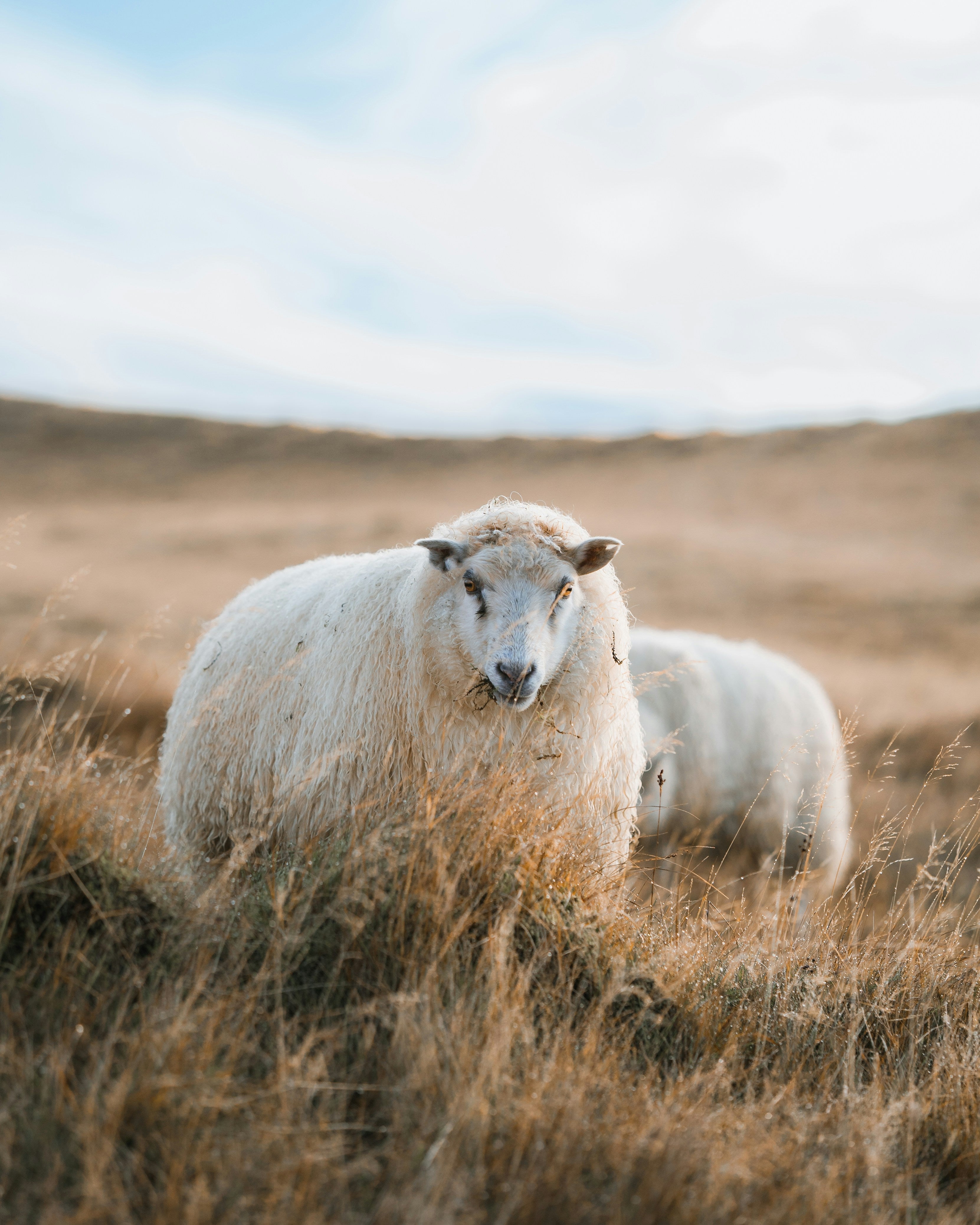 The Natural Advantages of Wool